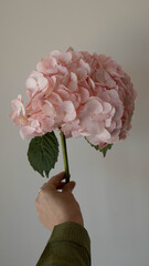hydrangea pink flower