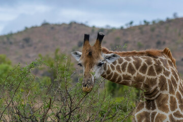Obraz premium Kruger national park is a dreamy and authentic safari experience in South Africa