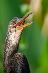 anhinga