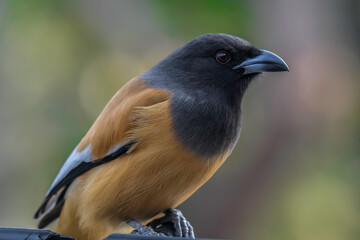 Ranthambore national park is a tiger reserve in Rajasthan