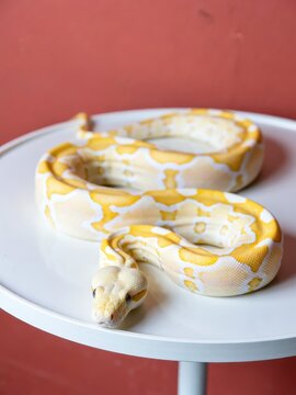 Captivating yellow python on white table indoor setting photography close-up exotic reptile
