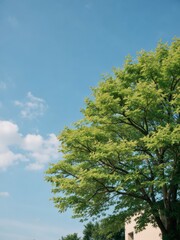 Fototapeta premium Green tree under clear sky urban area nature photography bright day perspective on serenity
