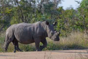 Fototapeta premium White Rhino in Kruger national park