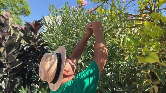 Primer plano de un jardinero retirando limones podridos del limonero 4K