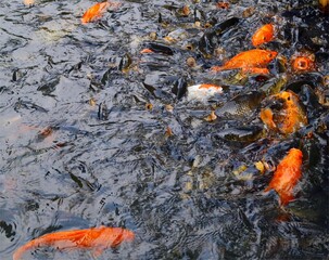 Close-up of koi fish and carp gathering at the surface of a pond, orange and black fish in water, concept of abundance, aquatic nature, and ornamental fish in natural habitat.