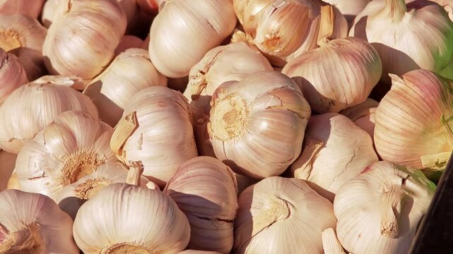 Fresh garlic bulbs in a market. 
