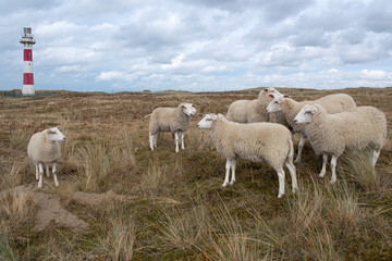 Obraz premium sheep on the meadow nearby the lighthouse of Nieuwpoort / Belgium