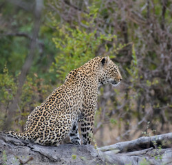 Leopard a big five during safari in Kruger national park
