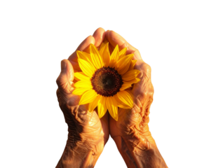 Elderly Hands Holding Sunflower Bunch, Top View Angle, Transparent PNG