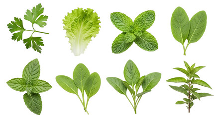 Fresh garden herbs and leafy greens for healthy summer recipes a crisp aromatic assortment of on transparent background