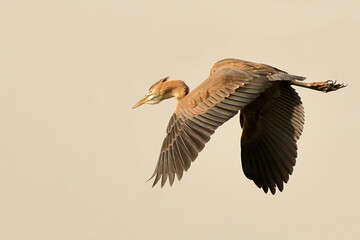 Birds of SL