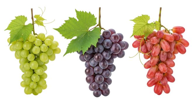 A vibrant trio of grapes showcasing nature s sweet palette green purple and red varieties on transparent background