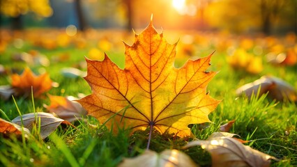Single maple leaf on green grass in autumn