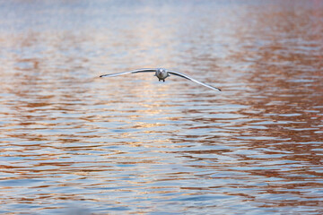 Black-headed gull (Larus ridibundus) flying over water.