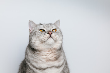 Tabby cat portrait with funny facial expression on white background