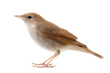 nightingale bird in elegant pose  isolated on white background