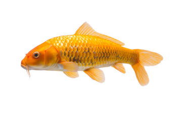 Gold koi fish, elegant aquatic life  isolated on white background