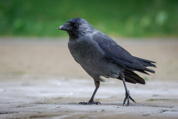 Close-up of a Western Jackdaw standing on paving, looking toward the camera lens, with a green background at the top and a grey background at the bottom of the photo.