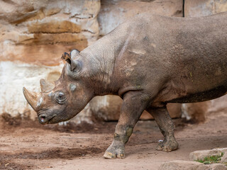 Fototapeta premium Nashorn
