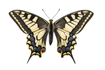 Fototapeta premium captivating butterfly with intricate wing pattern isolated on white background