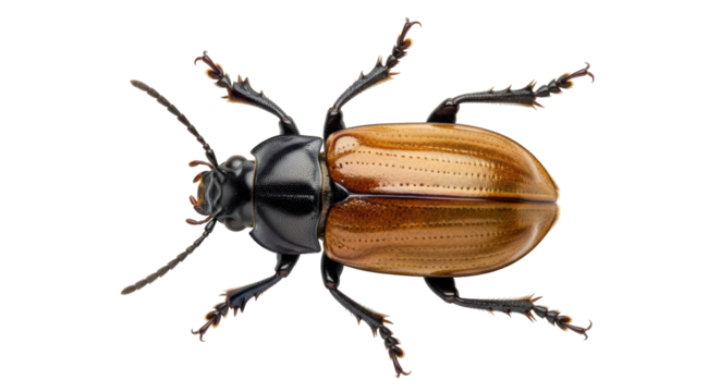 Isolated metallic leaf beetle, an unusual brown shiny beetle with a black head and spiky legs
