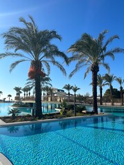 swimming pool with palm trees