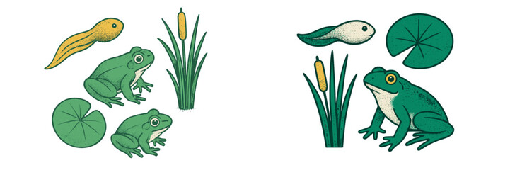 Detailed life cycle of a frog, illustrating tadpoles, young frogs, adult amphibians, green lily pads, and tall cattails in a natural pond environment