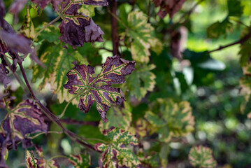 purple leaf in the garden