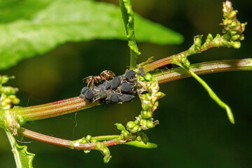 Ants and aphids on a blade of grass.