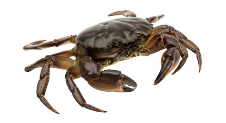 Isolated Crab