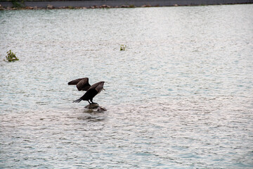 cormorant with outstretched wings on the lake