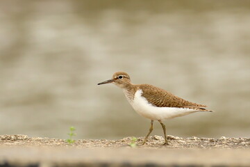 Birds of SL