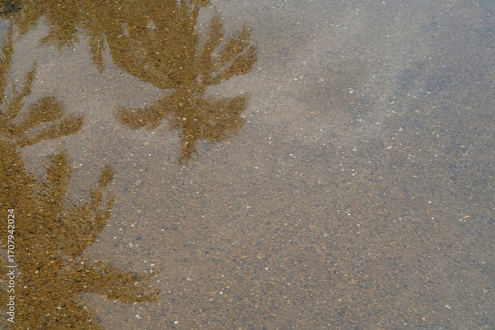 Poster the shadow of a coconut tree on the bottom of a shallow and clear river. ecological and environmenta