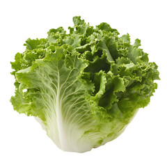 Fresh Large Lettuce Head with White Stem Isolated on White Background