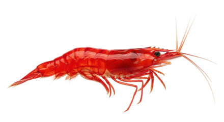 Isolated red cherry shrimp Neocaridina davidi, bright freshwater aquarium hobby specimen