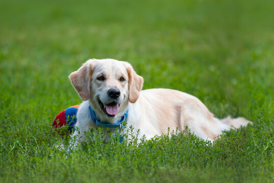 Cute young golden retriever dog with toy