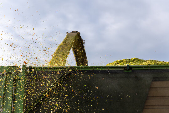 Modern forage harvester combiner harvesting silage maize corn tractor trailer corn field warm sunny autumn morning with overcast cloudy sky. Heavy agricultural machinery work. Livestock feeding corn