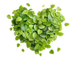 Green leaves forming natural heart shape, isolated on transparent cutout background