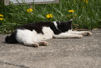 アスファルトの上でくつろいでいる子猫