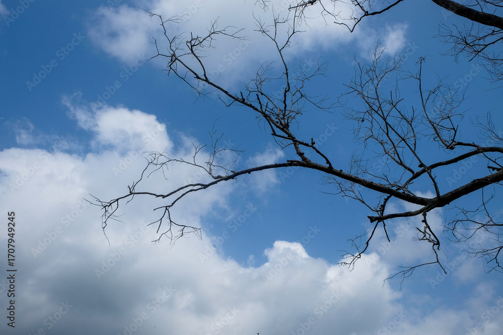 Poster background texture of tree branches with blue sky. copy space for text. ecology and environment conc