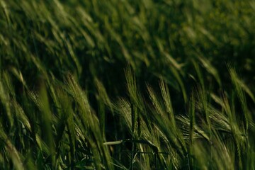 Macro Photography, Artistic Shots, Plants, Wind