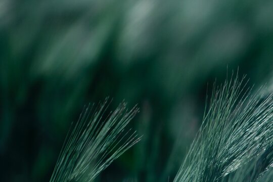 Macro Abstract of Hordeum Grass Fibers