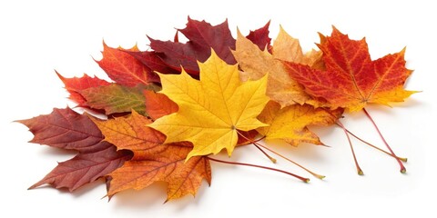 Fototapeta premium autumn leaves 