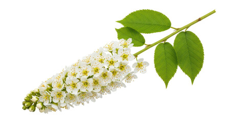 Isolated twig of blooming bird cherry with green leaves for print, design, and decoration