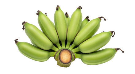Isolated bunch of unripe green bananas, cultivated tropical fruit, still life and freshness