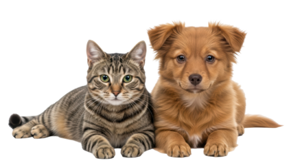 Isolated kitten and puppy lie beside each other, both looking directly forward together