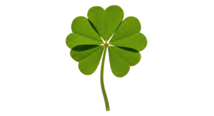 Isolated four-leaf clover, a St. Patrick's Day charm for good luck in spring and summer
