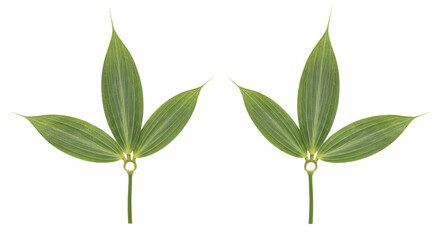 Obraz premium Isolated green Solomon's seal plant leaf clusters, decorative foliage, natural pattern