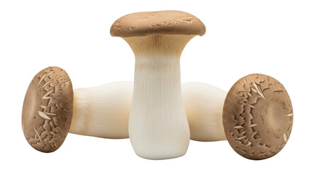 Isolated King trumpet mushroom, culinary ingredient, gourmet vegetable, edible, foodstuff © Dennis