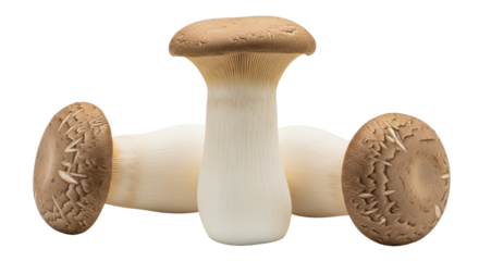 Isolated King trumpet mushroom, culinary ingredient, gourmet vegetable, edible, foodstuff